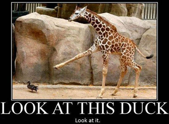 look at this duck
